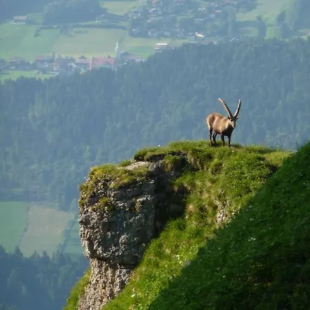 ゲストハウス Dorfgasthof Adler メラウ