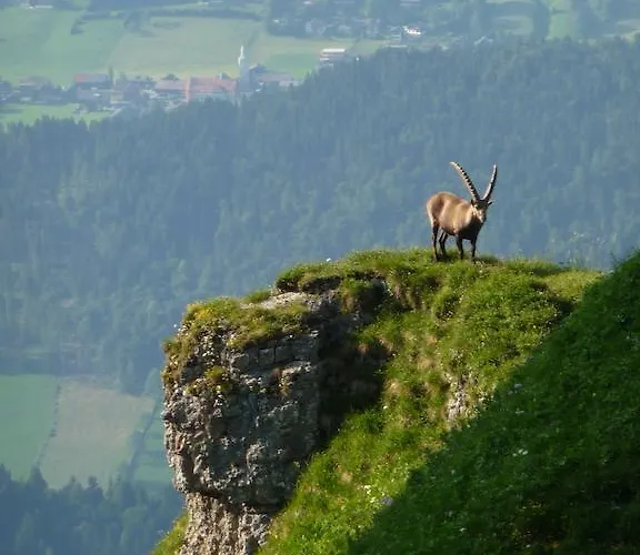 Gasthuis Dorfgasthof Adler Mellau